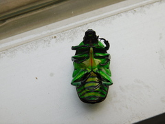 Heterorrhina sexmaculata