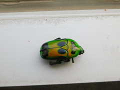 Heterorrhina sexmaculata