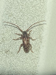 Eupogonius tomentosus