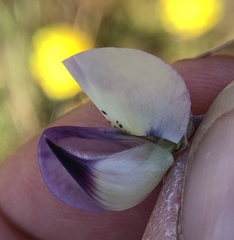 Lupinus variicolor