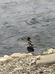 Anas platyrhynchos