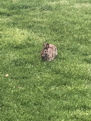 Sylvilagus floridanus
