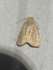 Bagisara rectifascia