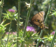 Battus philenor hirsuta