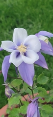 Aquilegia vulgaris
