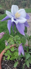 Aquilegia vulgaris
