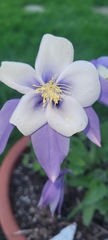 Aquilegia vulgaris