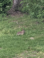 Sylvilagus floridanus