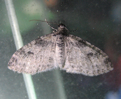 Lobophora
