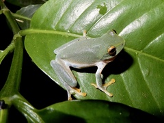 Raorchestes jayarami