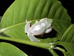 Raorchestes jayarami