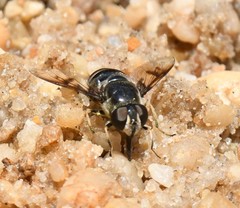 Eristalis saxorum