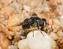 Eristalis saxorum