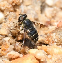 Eristalis saxorum