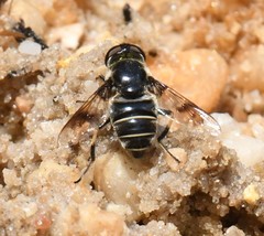 Eristalis saxorum