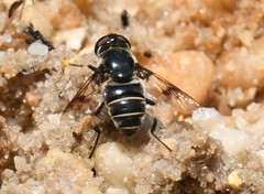 Eristalis saxorum
