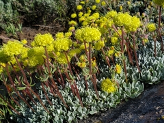 Eriogonum douglasii