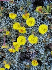 Eriogonum douglasii