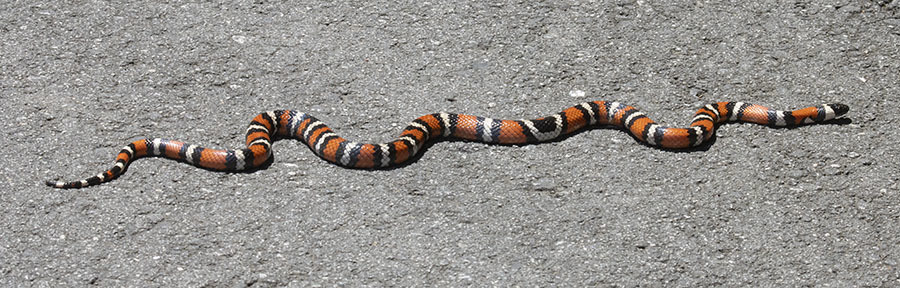 California Mountain Kingsnake In May 2022 By Paul Donahue INaturalist   Large 