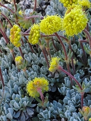 Eriogonum douglasii