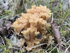 Ramaria capitata