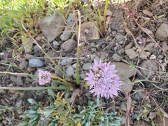 Allium lemmonii