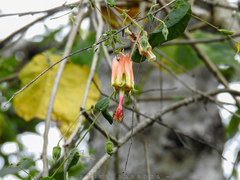 Abutilon reflexum