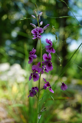 Streptanthus maculatus