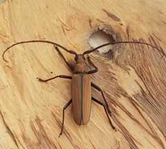 Aegolipton marginale