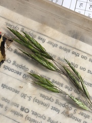 Bromus japonicus