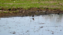 Quiscalus nicaraguensis