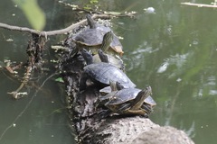 Trachemys decorata