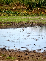 Quiscalus nicaraguensis