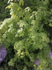 Acer grandidentatum