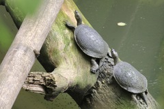Trachemys decorata