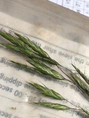 Bromus japonicus