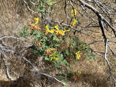 Acmispon grandiflorus