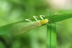 Alloperlini