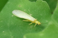 Alloperlini