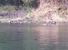 Hymenolaimus malacorhynchos