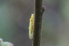 Alloperlini