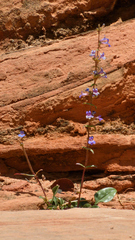 Penstemon humilis obtusifolius