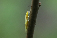 Alloperlini