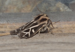 Apantesis williamsii