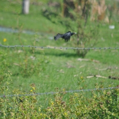 Quiscalus nicaraguensis