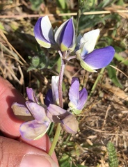 Lupinus variicolor