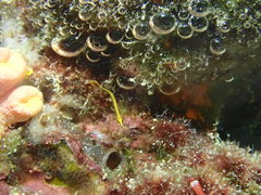 Aulostomus chinensis