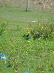 Quiscalus nicaraguensis