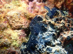 Chelonaplysilla violacea