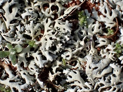 Xanthoparmelia semiviridis